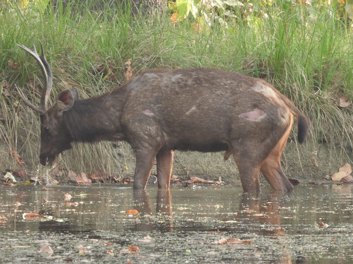 bardiya national park tour