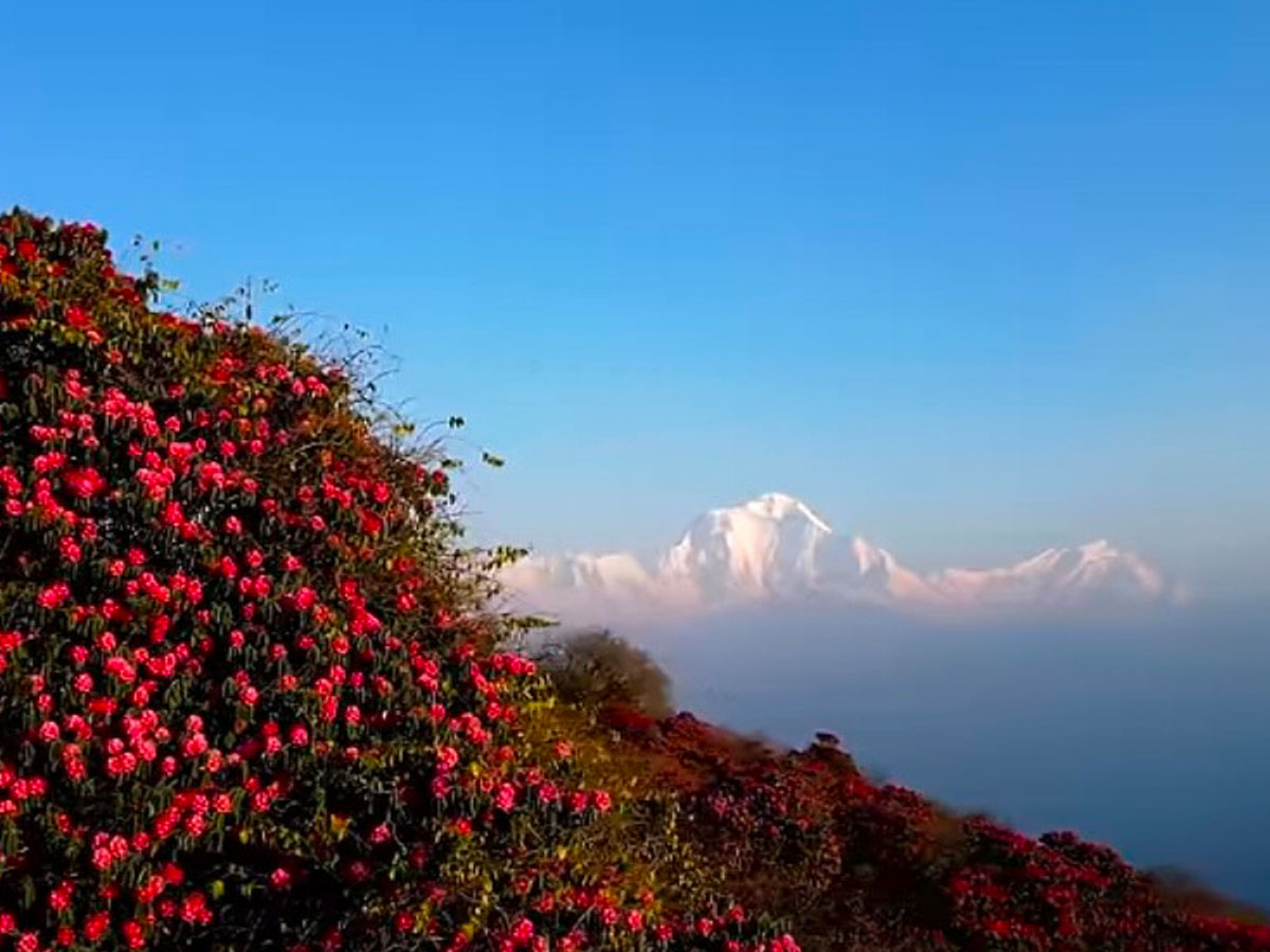 poon hill view point