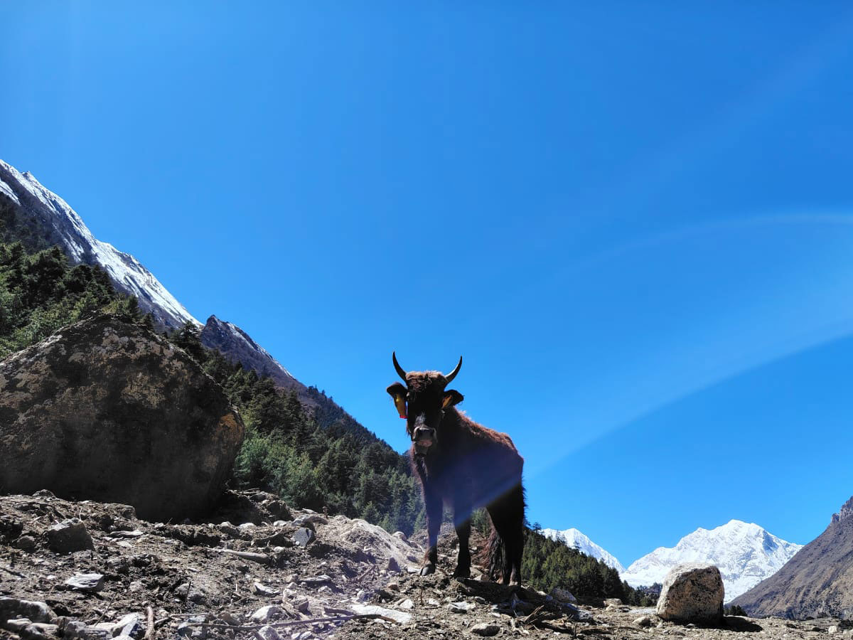 wildlife in manaslu region