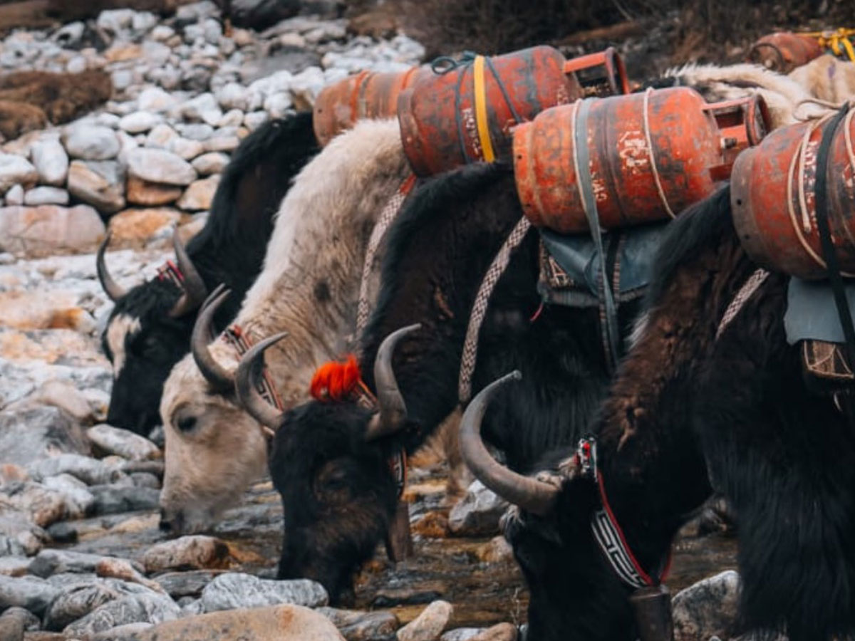 everest region animals