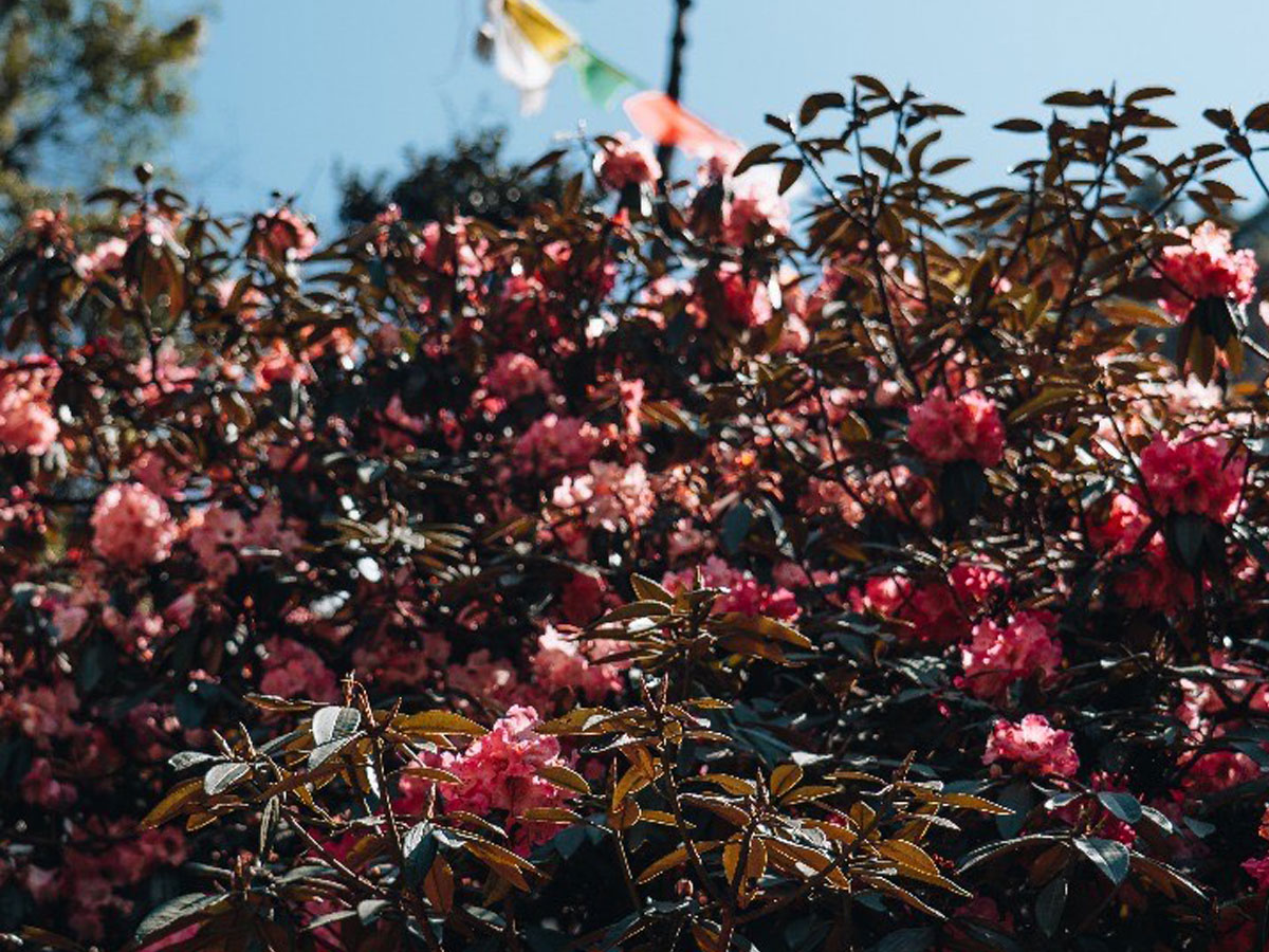 sagarmatha national park flora