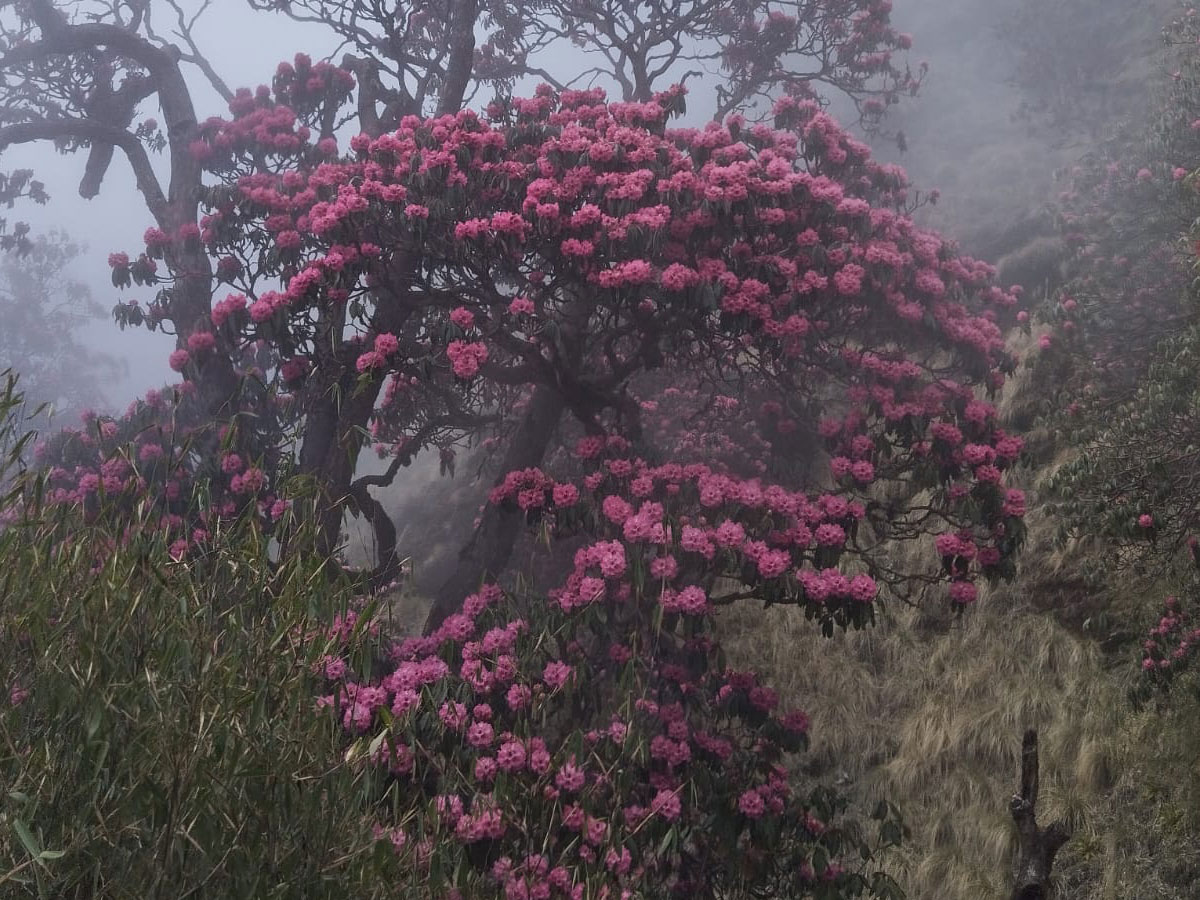 poonhill monsoon
